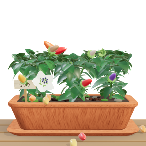 A chili planter with white flowers and peppers ripening from green to red